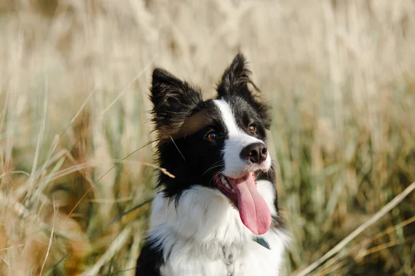 Close Portret Van Een Zwart Witte Border Collie Hond — Stockfoto