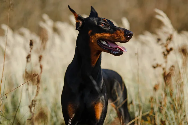 Schöner Schwarzer Mit Brauner Hunderasse Dobermann Feld — Stockfoto