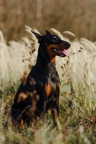 Beautiful Black Brown Dog Breed Doberman Field — Stock Photo, Image