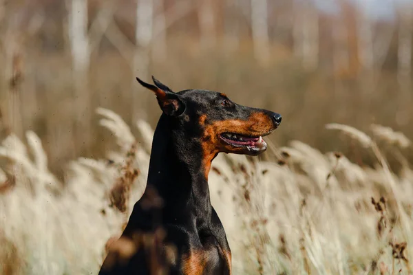 Güzel Siyah Kahverengi Köpek Soyundan Doberman Tarlada — Stok fotoğraf