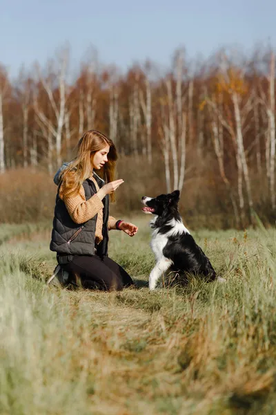 흑백의 국경없는 강아지를 훈련시키는 — 스톡 사진
