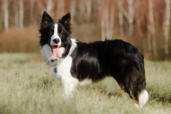 Negro Blanco Borde Collie Perro Están Posando Campo Fotos de stock