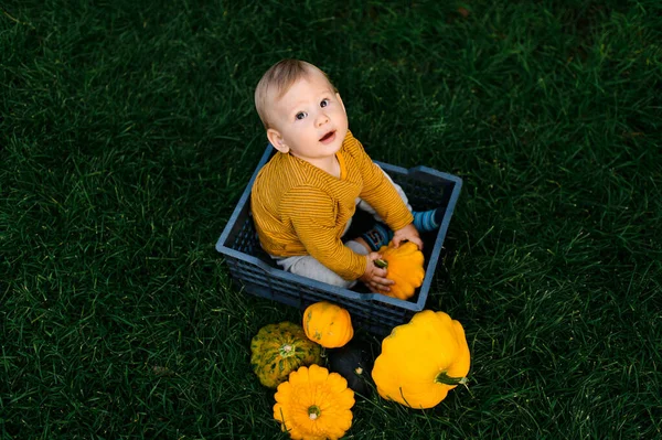 Niedliches Baby Sitzt Gras Mit Gemüse Ernte — Stockfoto