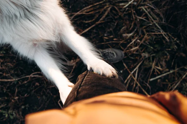 Preto Branco Borda Collie Cão Abraçando Seus Proprietários Perna — Fotografia de Stock