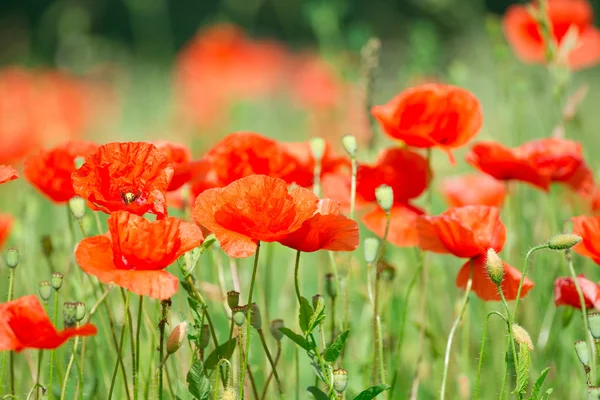 Beautiful red poppies — Stock Photo, Image