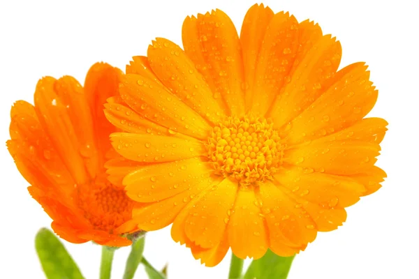 Flores de caléndula naranja —  Fotos de Stock