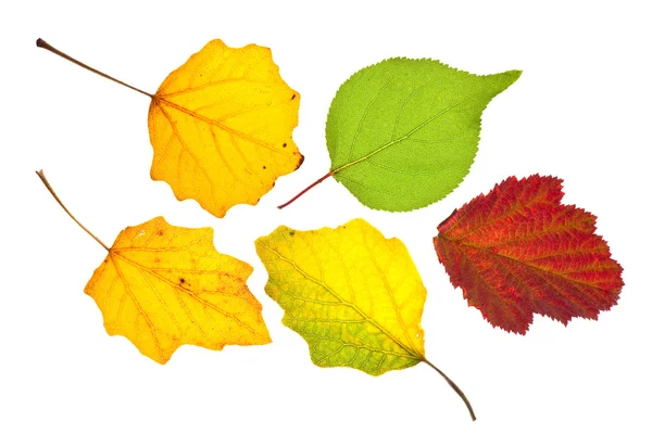 Autumn leaves — Stock Photo, Image