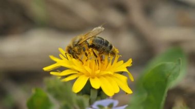 Arı nektarı ve sinek toplar