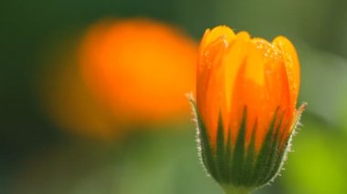 calendula çiçek