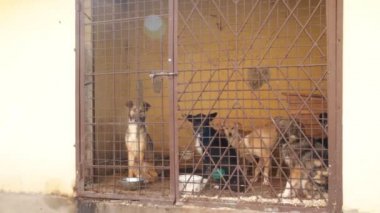 köpek kafes içinde kilitli