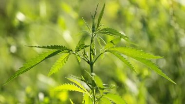 marihuana yaprağı