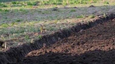 Tarlada çalışan traktör.