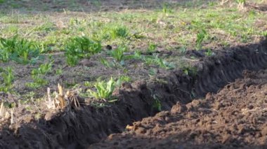 Traktör çalışıyor