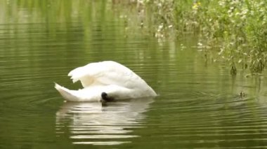 Gölde güzel beyaz bir kuğu