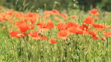 güzel kırmızı haşhaş
