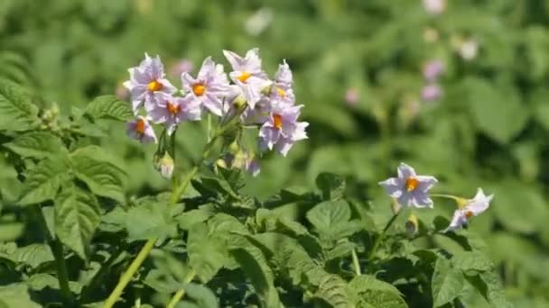 Bloesems van aardappel — Stockvideo