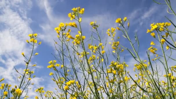 Rapsblüten — Stockvideo