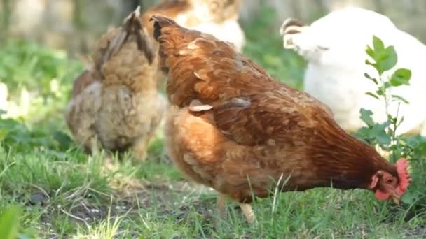 Hühner auf dem grünen Gras — Stockvideo