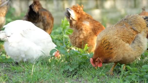 Galinhas na grama verde — Vídeo de Stock