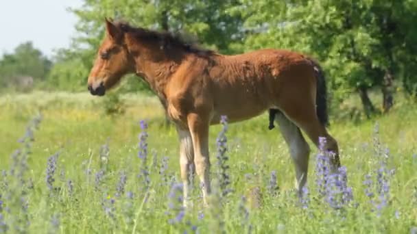 Schönes Fohlen auf einer Wiese — Stockvideo