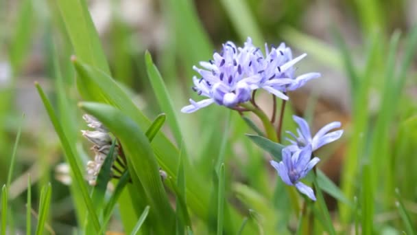 Blommor scilla bifolia — Stockvideo