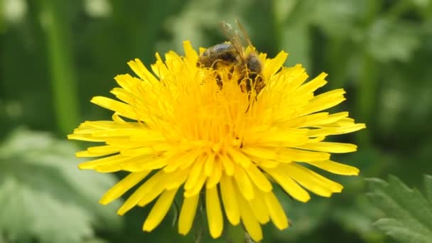 Пчела собирает нектар — стоковое видео