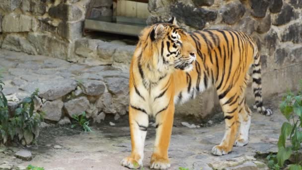 Сибирский тигр — стоковое видео