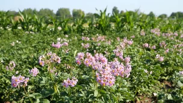 Flores de patata — Vídeo de stock