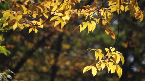 Herbst-Esche — Stockvideo