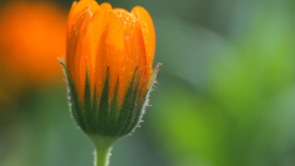 Flor de calêndula — Vídeo de Stock