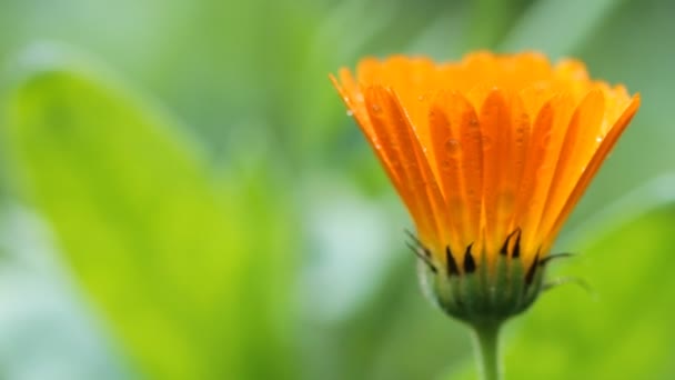 Bloem van calendula — Stockvideo