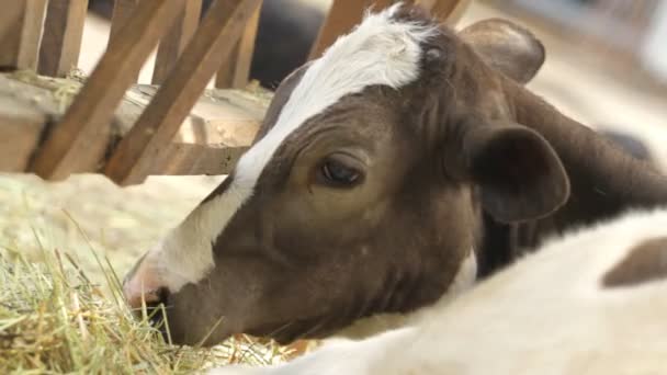 Vacas en la granja — Vídeo de stock