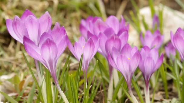 Beautiful spring crocuses — Stock Footage Beautiful spring crocuses Video Clip