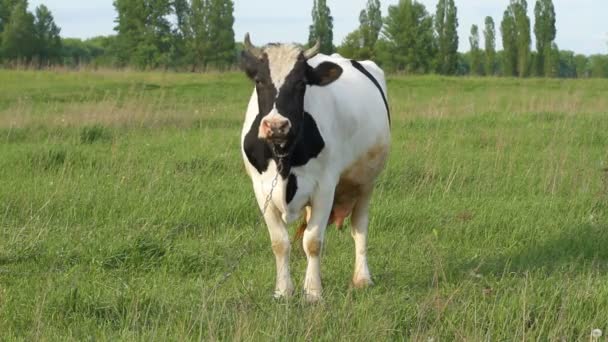 Vache de pâturage — Video