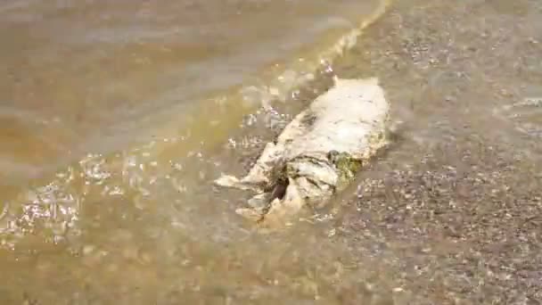 Poissons morts dans l'eau 