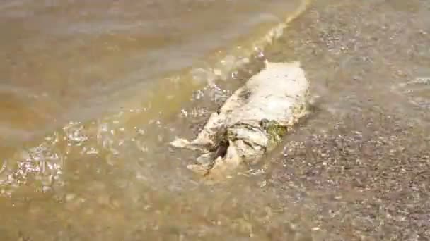 Peces muertos en el agua — Vídeo de stock