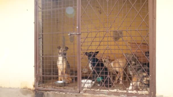 Perros encerrados en la jaula — Vídeo de stock
