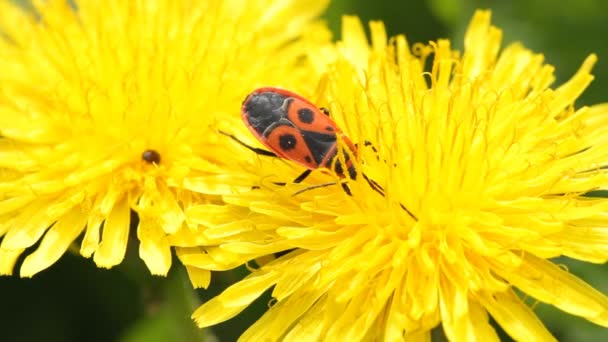 Firebug，pyrrhocoris 翅大头粪金龟 — 图库视频影像