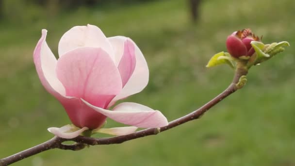 Flower of magnolia tree — Stock Video