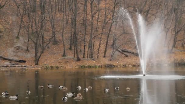 Fuente y patos en Kiev — Vídeos de Stock