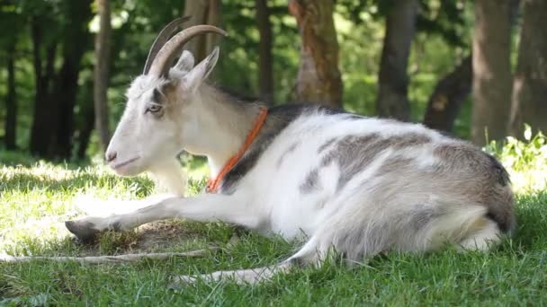 Young goat resting — Stock Video