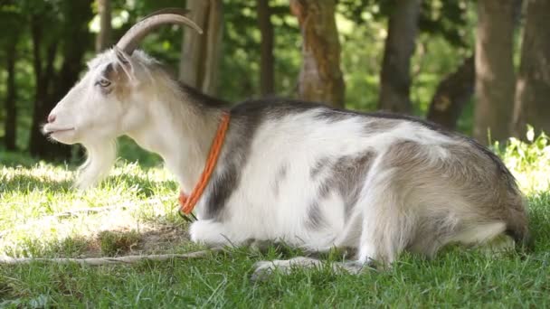 Young goat resting on the grass — Stock Video