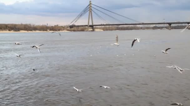 Mouettes sur le bord de la rivière Dnepr — Video