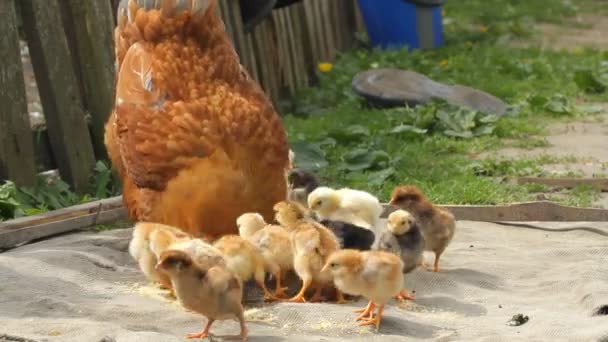 Poules et poulets — Video