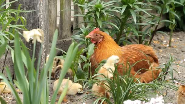 Gallinas y pollos — Vídeos de Stock