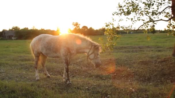 Bellissimo cavallo — Video Stock