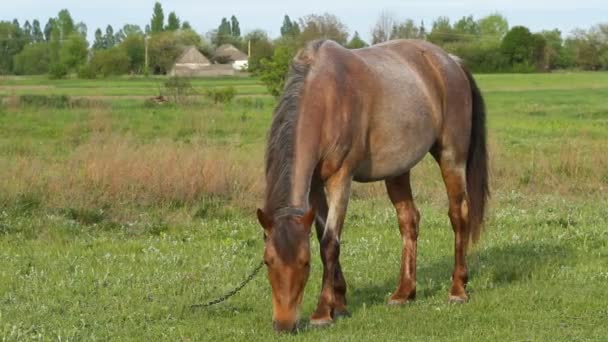 Bonito cavalo pasto grama — Vídeo de Stock