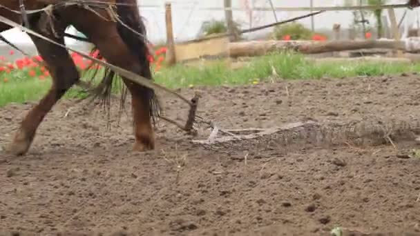 Fermier soufflant un champ avec un cheval — Video