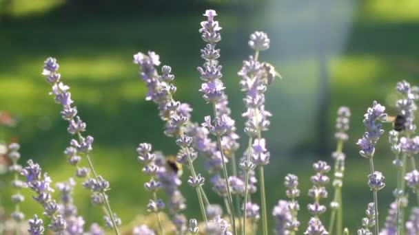 Lavendels in een veld — Stockvideo