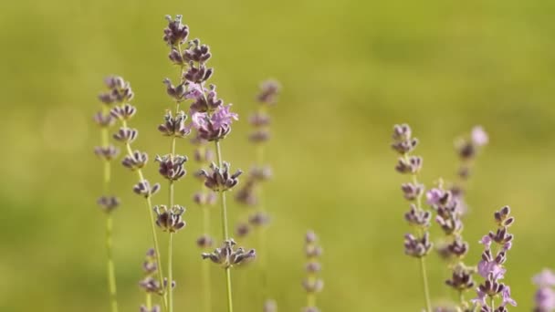 Lavanda en un campo — Vídeos de Stock